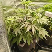 Pineapple Kush Cake Auto