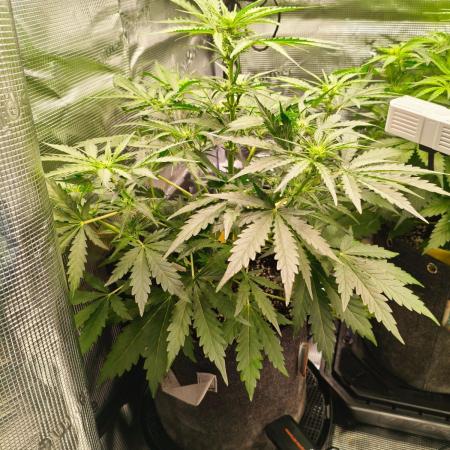 Pineapple Kush Cake Auto