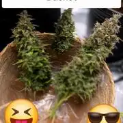 Growing Granny