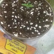 Gorilla zkittlez fast