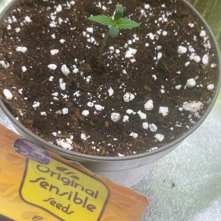 Gorilla zkittlez fast