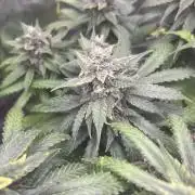 apple fritter auto