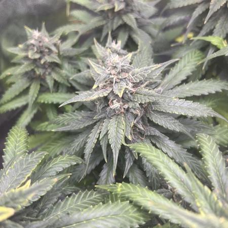 apple fritter auto