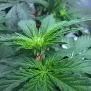 apple fritter auto
