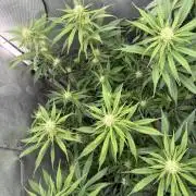 Gorilla zkittlez fast