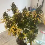 apple fritter auto