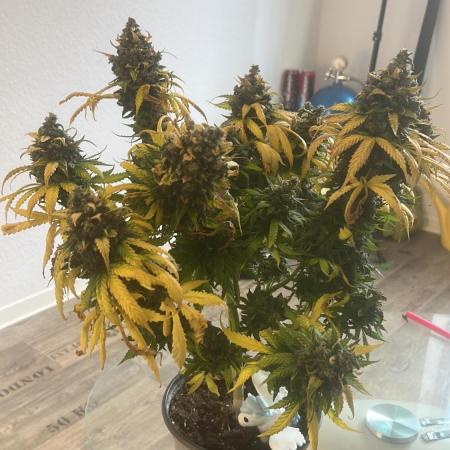 apple fritter auto