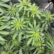 Gorilla zkittlez fast
