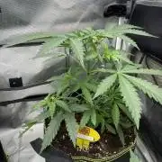 Bruce Banner fast