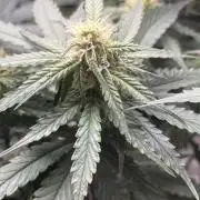 apple fritter auto
