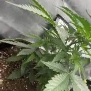 Gorilla zkittlez fast