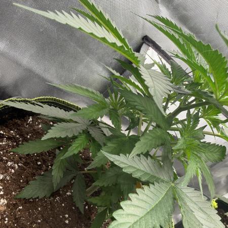 Gorilla zkittlez fast