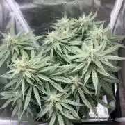 apple fritter auto