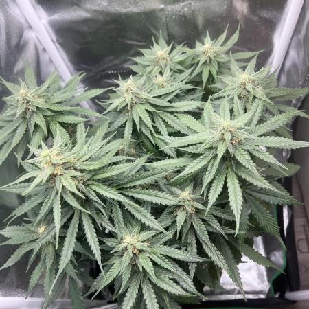 apple fritter auto