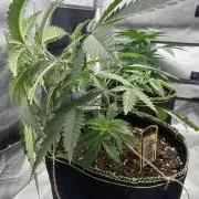 Mango cream