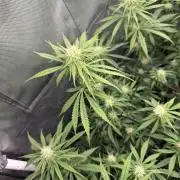 Bruce Banner fast
