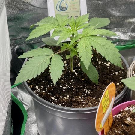 apple fritter auto