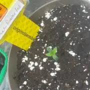 Bruce Banner fast