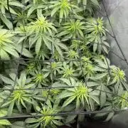 Bruce Banner fast