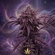Frosty´s Purple Freak