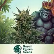 Royal Gorilla - Outdoor - Organic