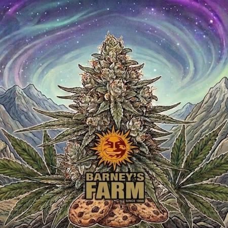 Cookies Kush