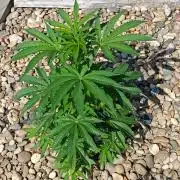 Northern Ligths 10/10 - Outdoor/Organic