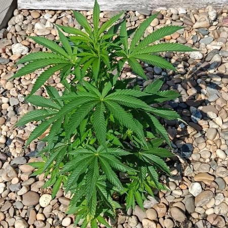 Northern Ligths 10/10 - Outdoor/Organic