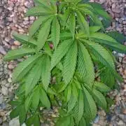 Banana Sherbet - Outdoor - Organic