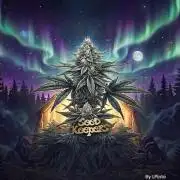 Northern Ligths 10/10 - Outdoor/Organic