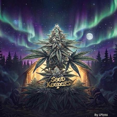 Northern Ligths 10/10 - Outdoor/Organic