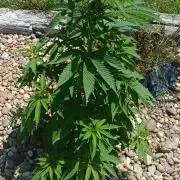 Purple Sherbet - Outdoor/Organic
