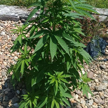 Purple Sherbet - Outdoor/Organic