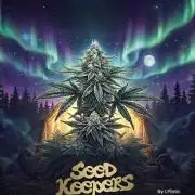 Northern Ligths 10/10 - Outdoor/Organic