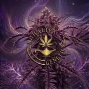 Frosty´s Purple Freak