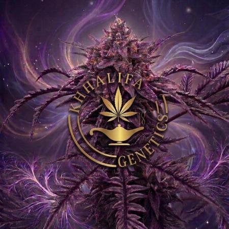 Frosty´s Purple Freak