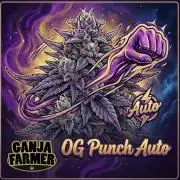 Purple OG Punch Auto - Organic