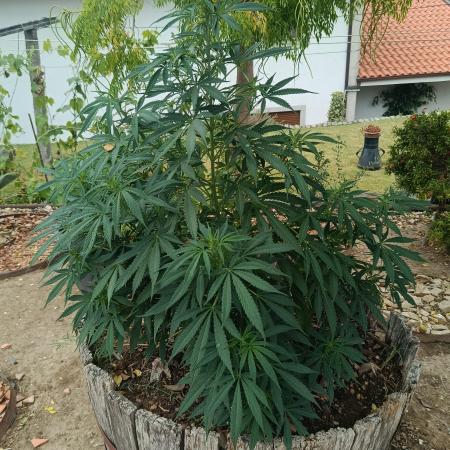 Cookies Haze - Organic - Outdoor