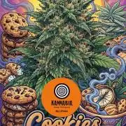 Cookies Haze - Organic - Outdoor