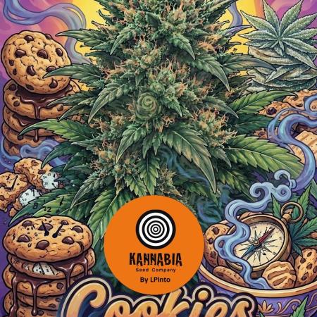 Cookies Haze - Organic - Outdoor
