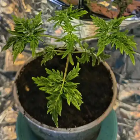 Frosty´s Purple Freak