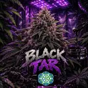 Black Tar - Organic