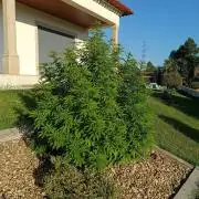 Banana Sherbet - Outdoor - Organic
