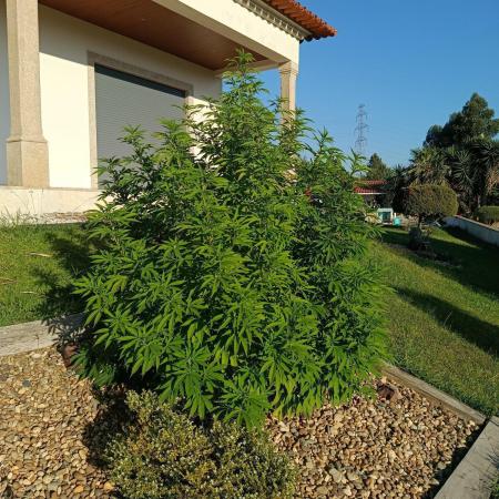 Banana Sherbet - Outdoor - Organic