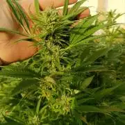 Cookies Kush