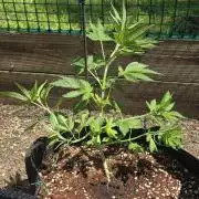 Watermelon Zkittlez Auto