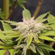 Watermelon Zkittlez Auto
