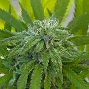 Watermelon Zkittlez Auto