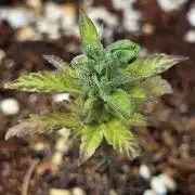 Big Bud Indica 5/18/26