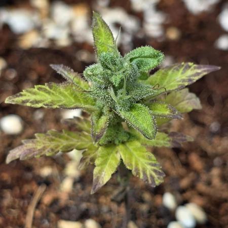 Big Bud Indica 5/18/26